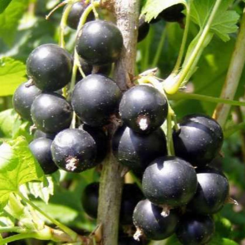 картинка Смородина черная Литвиновская магазин EasyLawn