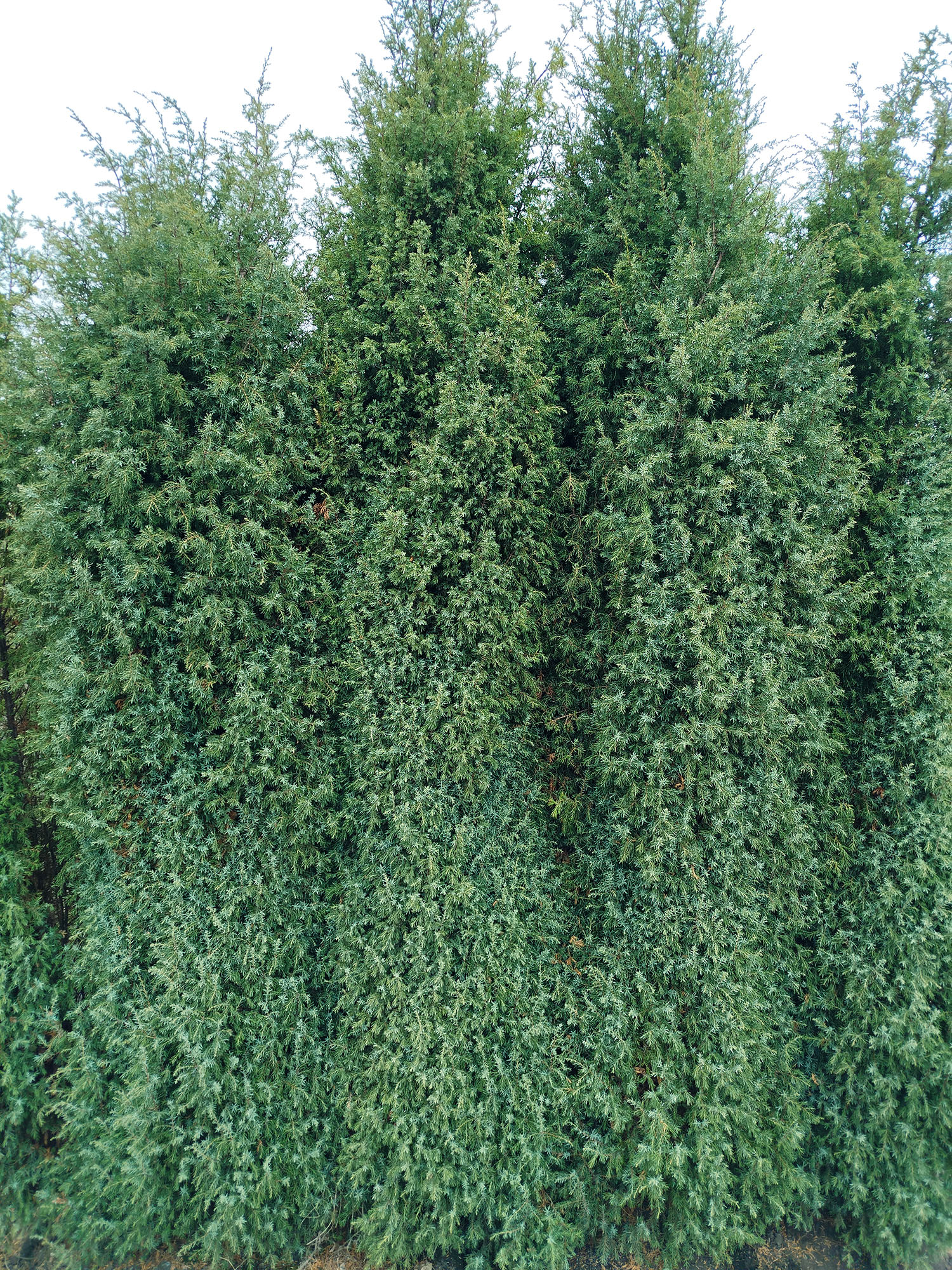 картинка Можжевельник скальный Блю Арроу магазин EasyLawn