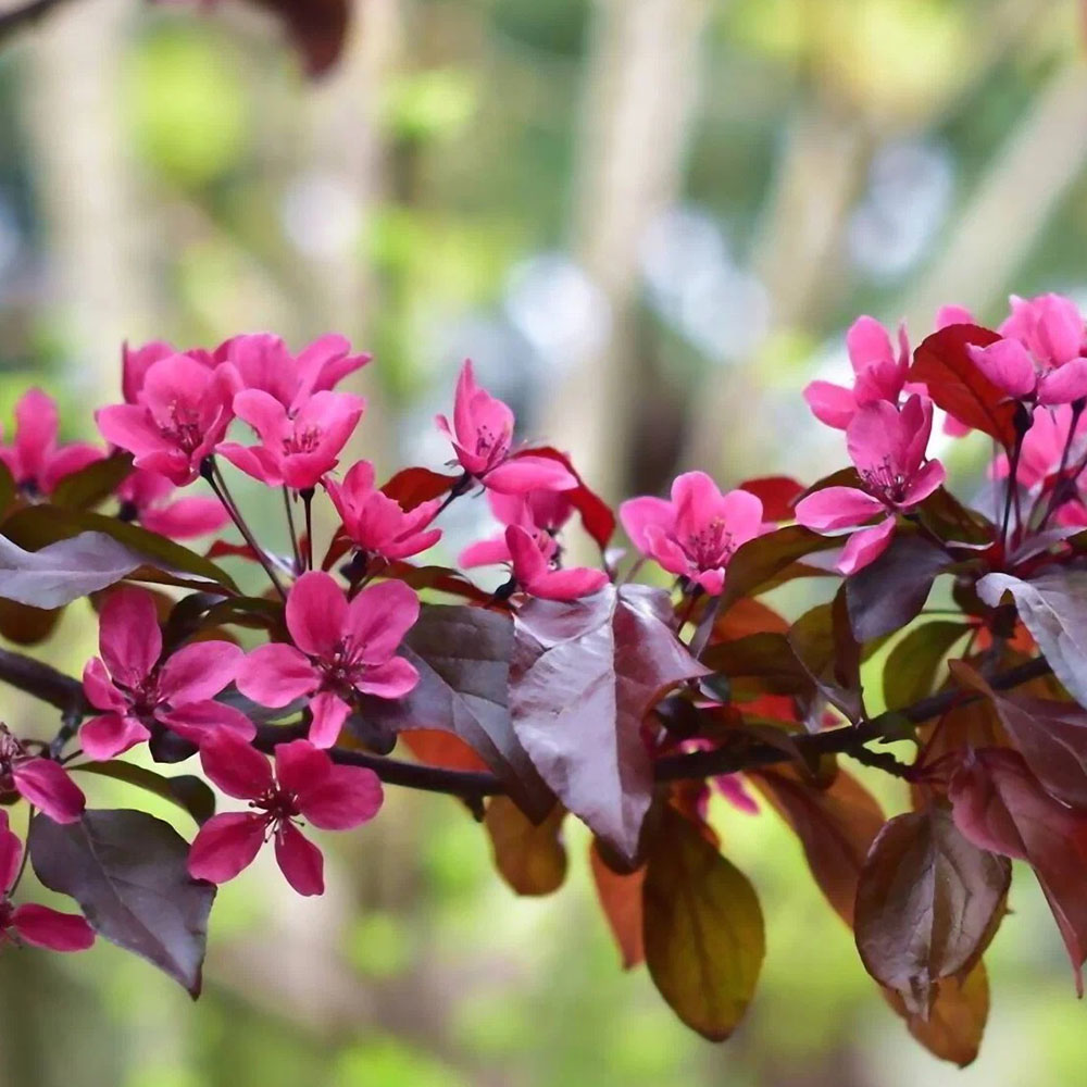 картинка Яблоня декоративная Скарлет магазин EasyLawn