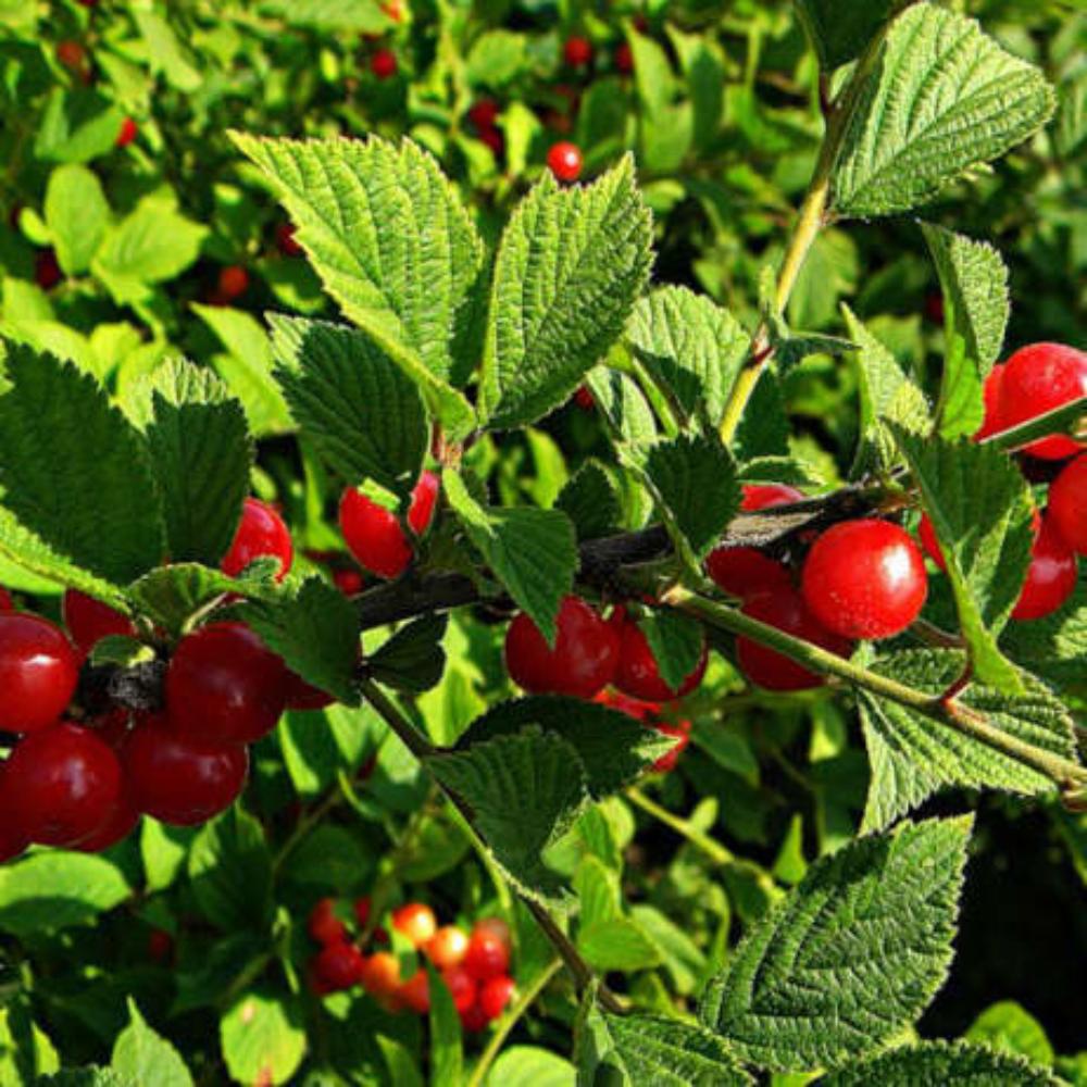 картинка Вишня войлочная Натали магазин EasyLawn