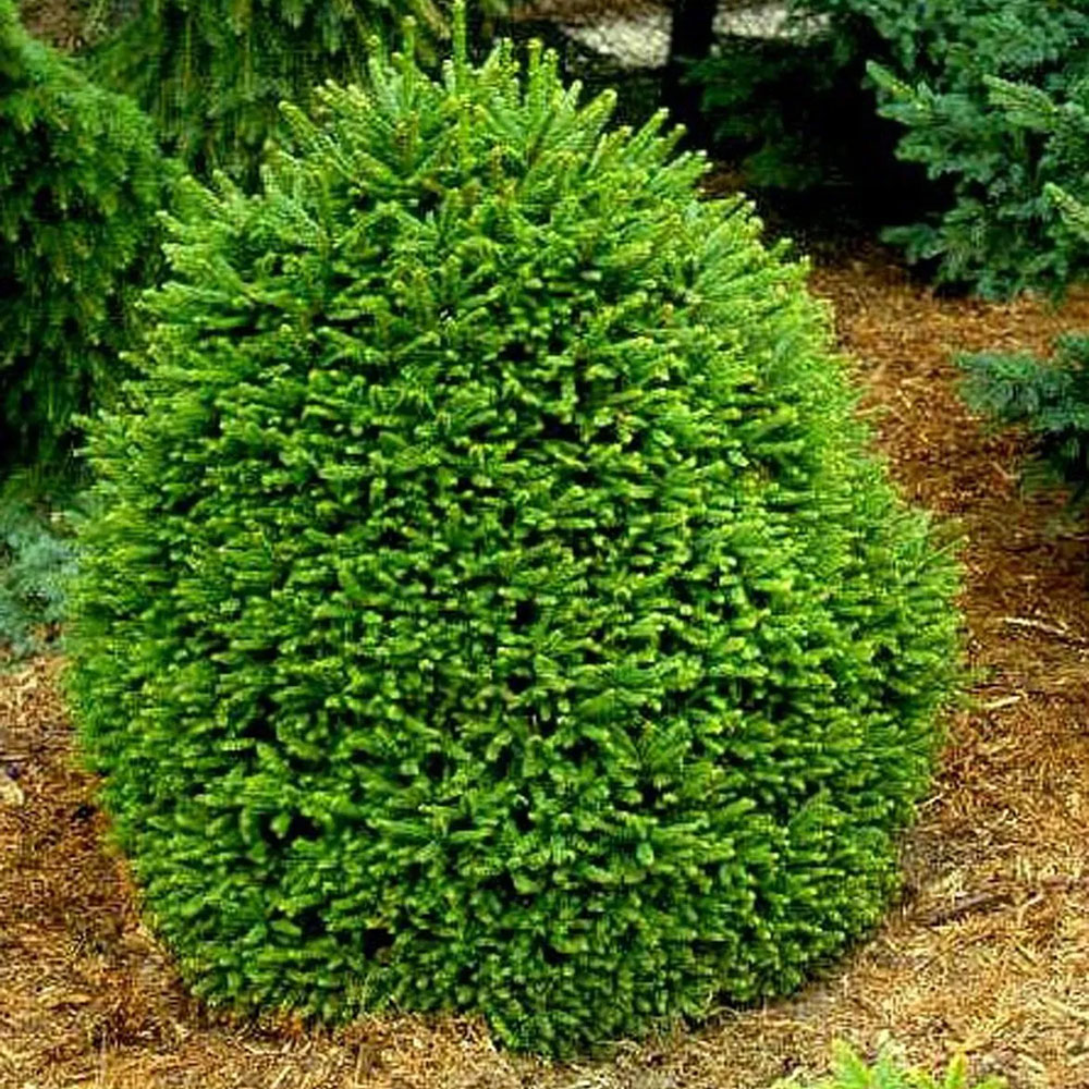 картинка Ель обыкновенная Олендорфи магазин EasyLawn