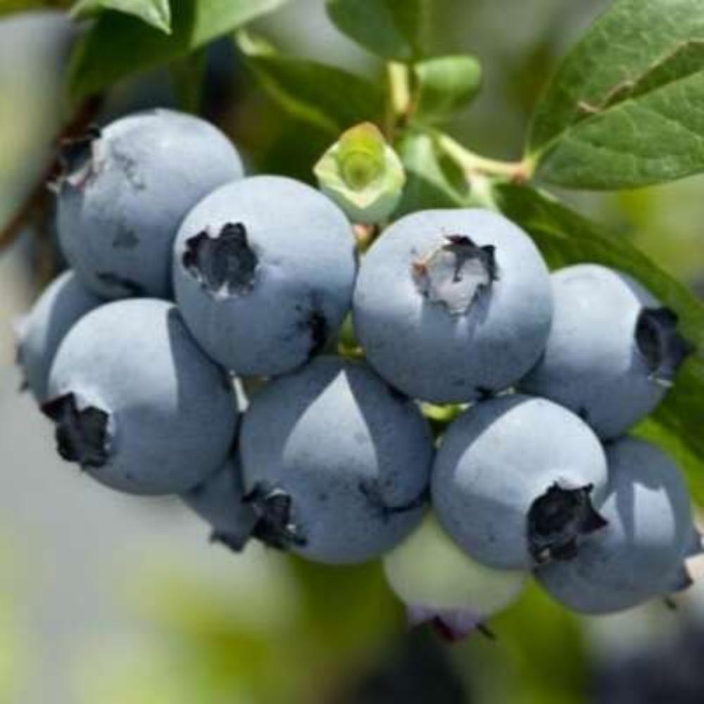 картинка Голубика Ханна Чойс магазин EasyLawn