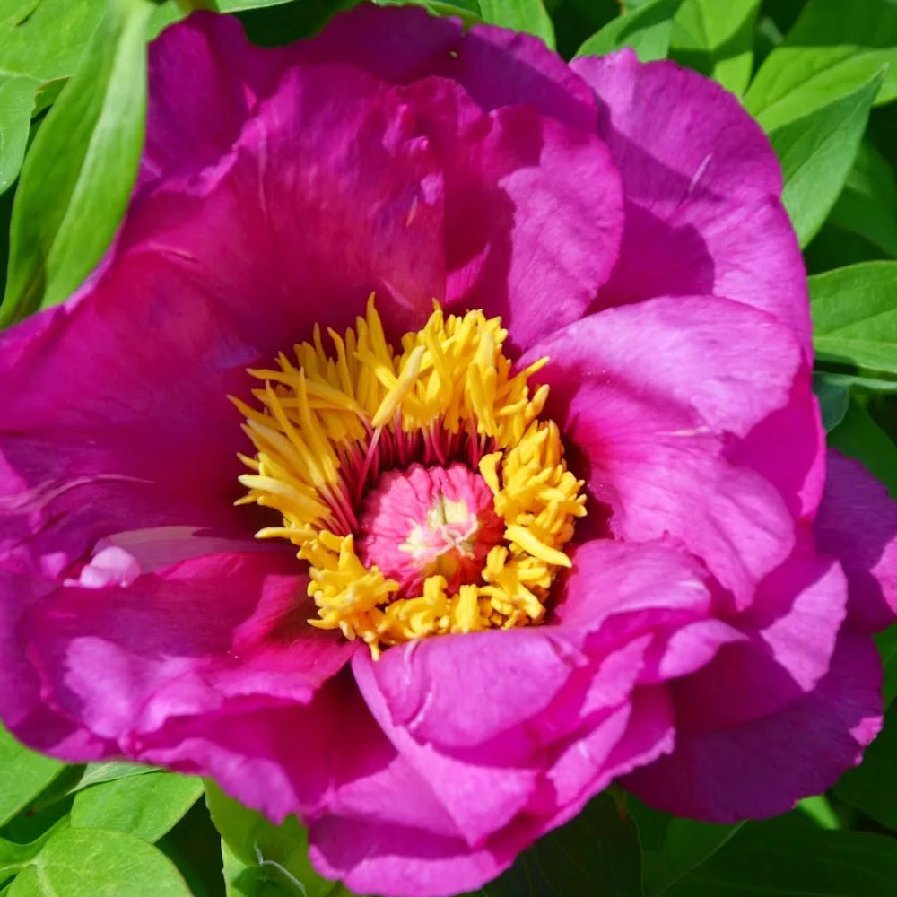 картинка Пион Монинг Лилак ИТО магазин EasyLawn