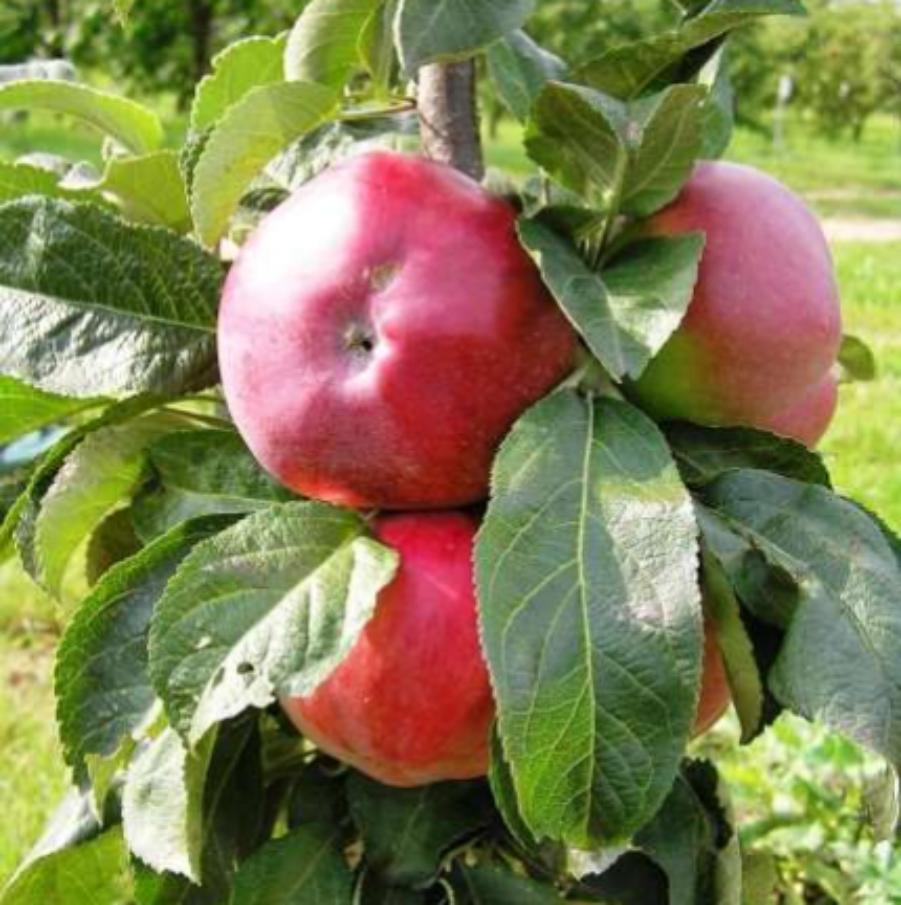 картинка Яблоня колоновидная Останкино магазин EasyLawn