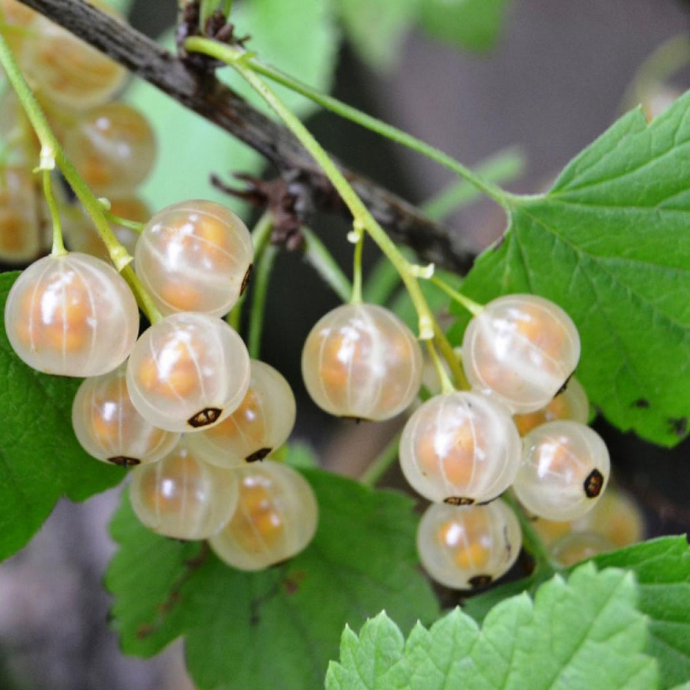 картинка Смородина белая Белка магазин EasyLawn