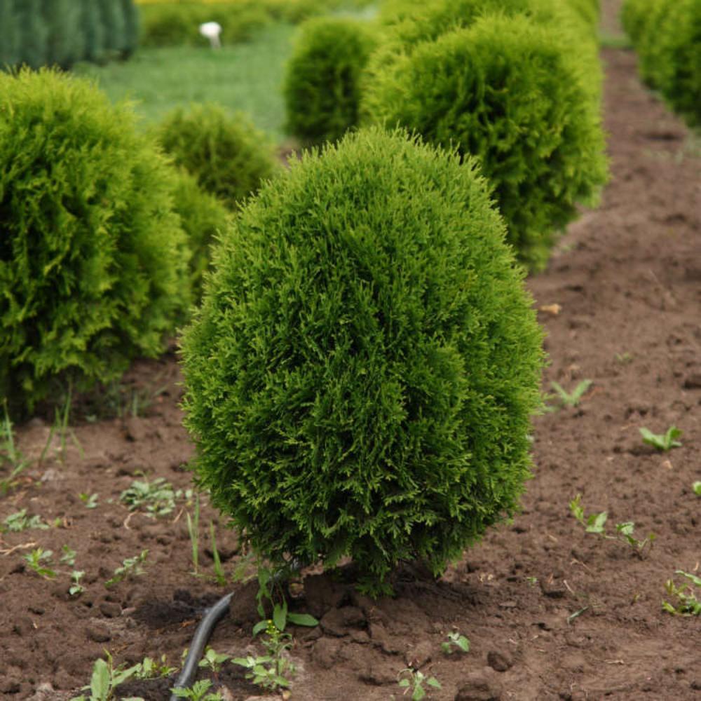 картинка Туя шаровидная Литл Гиант магазин EasyLawn