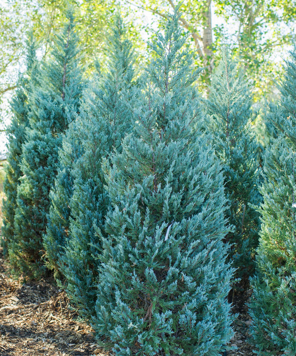 картинка Можжевельник скальный Мунглоу магазин EasyLawn