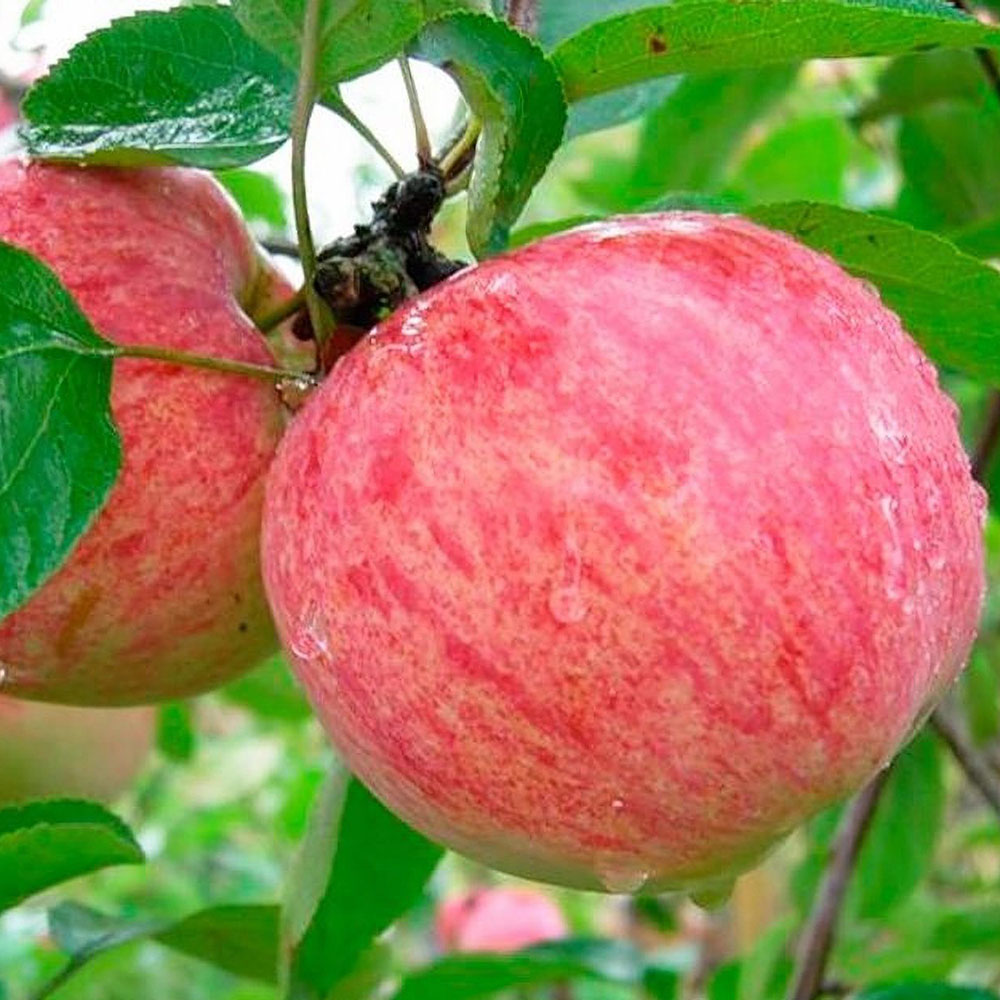 картинка Яблоня Коричное полосатое магазин EasyLawn