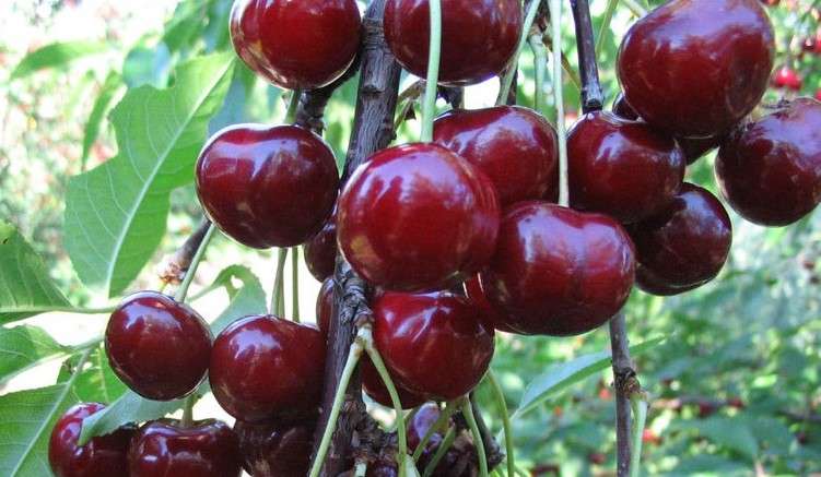 картинка Дюк Ходоса магазин EasyLawn