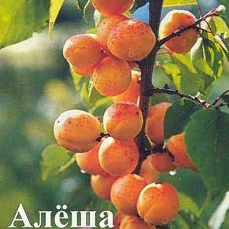 картинка Абрикос Алёша магазин EasyLawn