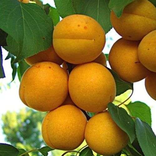 картинка Абрикос Лель магазин EasyLawn