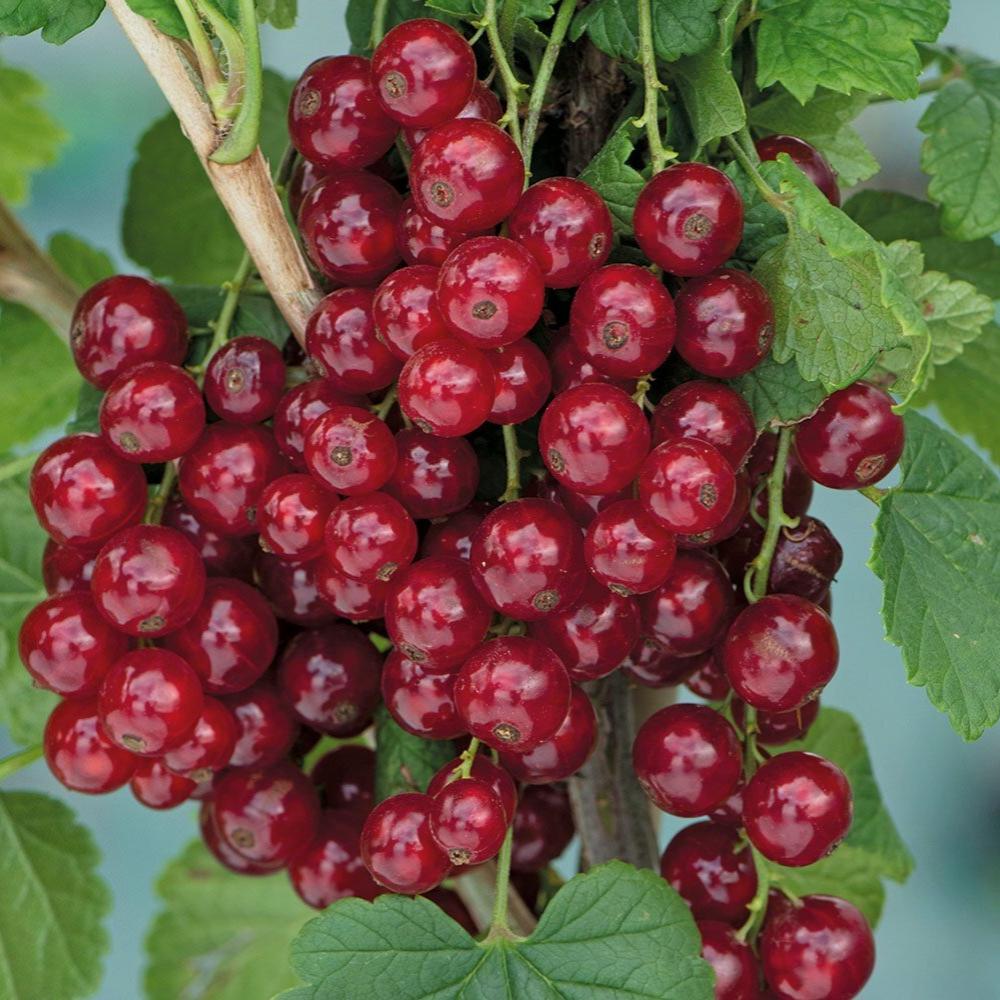 картинка Смородина красная Виксне магазин EasyLawn