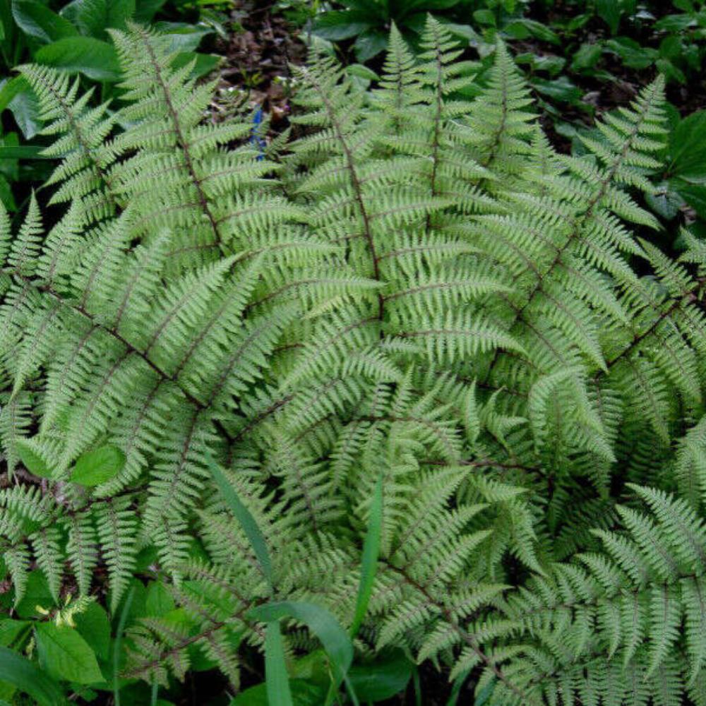 картинка Папоротник красночерешковый кочедыжник магазин EasyLawn