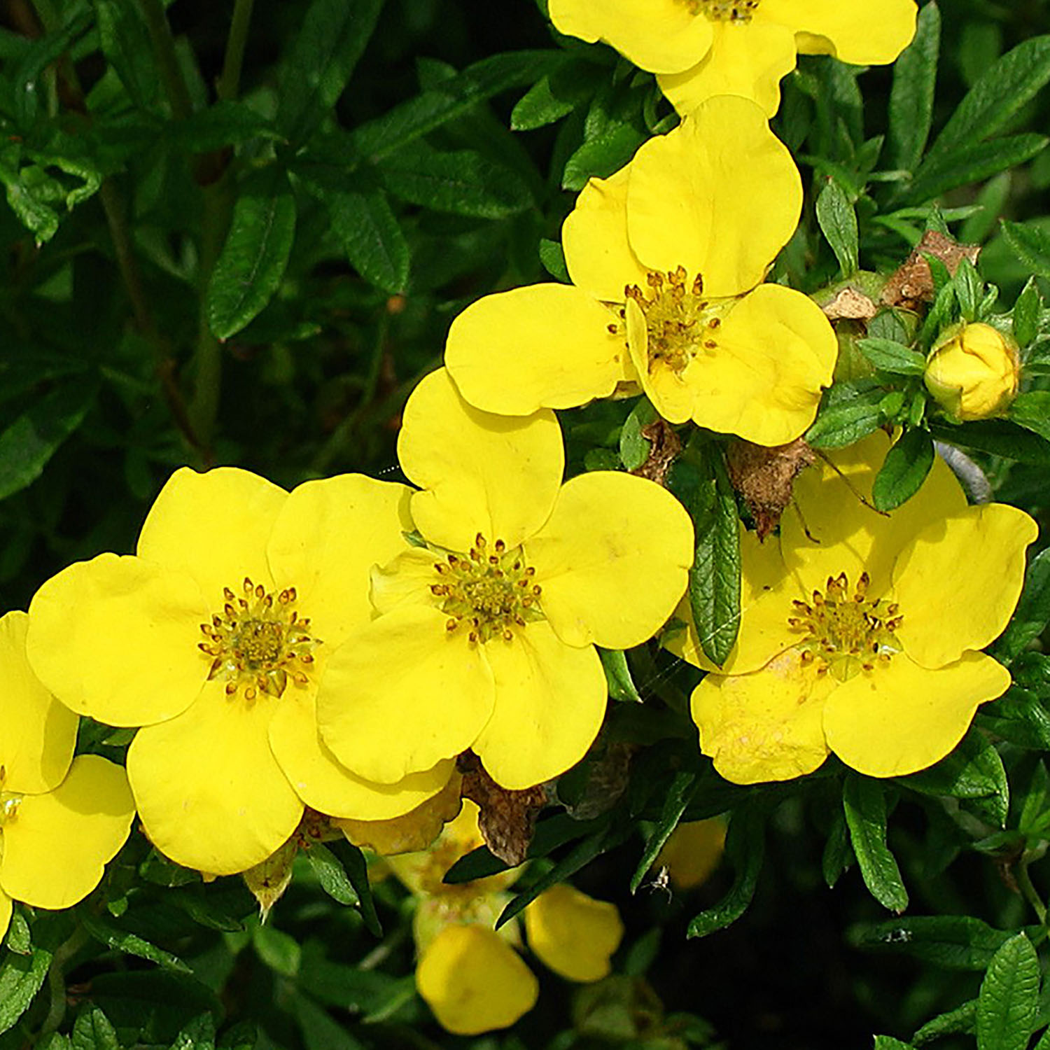 картинка Лапчатка Голдфингер кустарниковая магазин EasyLawn