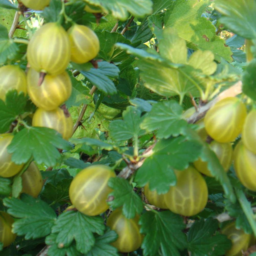 картинка Крыжовник Юбилейный магазин EasyLawn