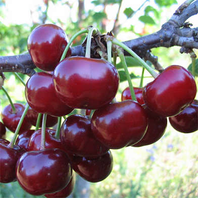 картинка Дюк Кормилица магазин EasyLawn