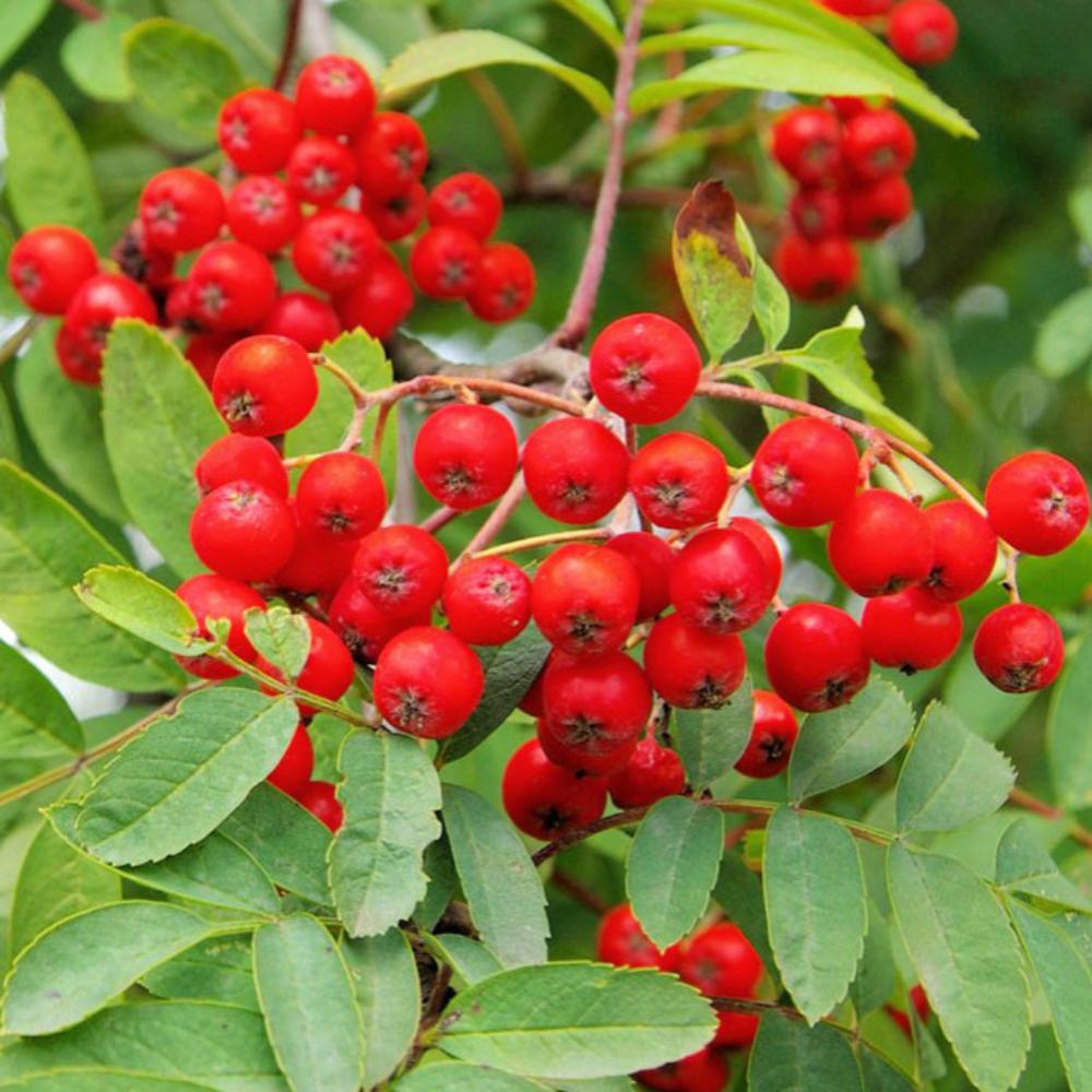 картинка Рябина Сказочная магазин EasyLawn