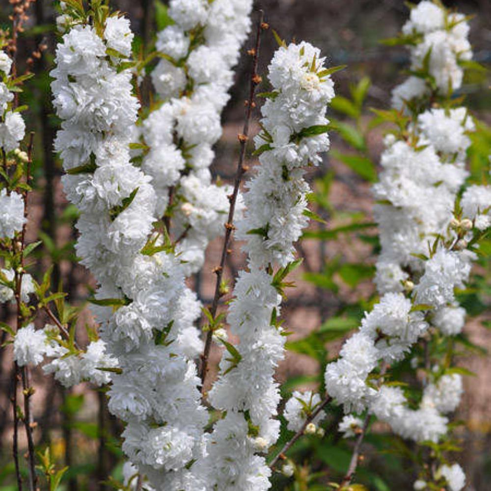 картинка Вишня декоративная Железистая махровая магазин EasyLawn