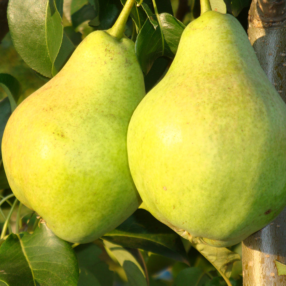 картинка Груша Просто Мария магазин EasyLawn