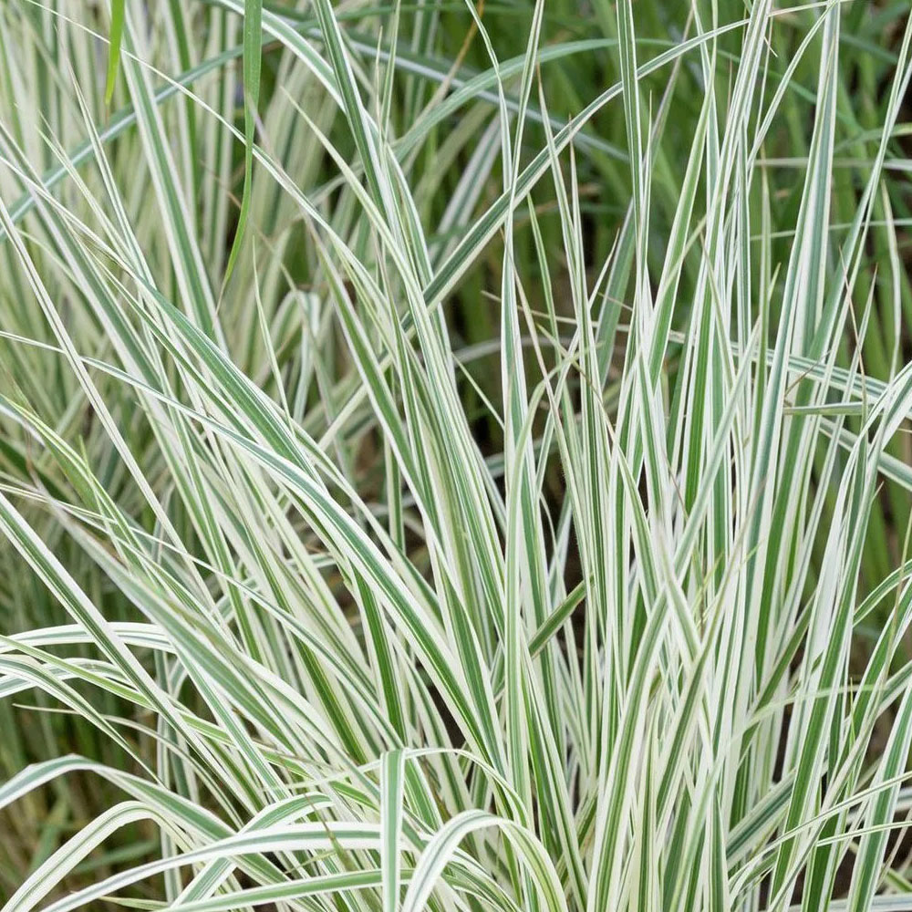 картинка Вейник Овердам магазин EasyLawn