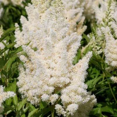 картинка Астильба Арендса Вайс глория магазин EasyLawn