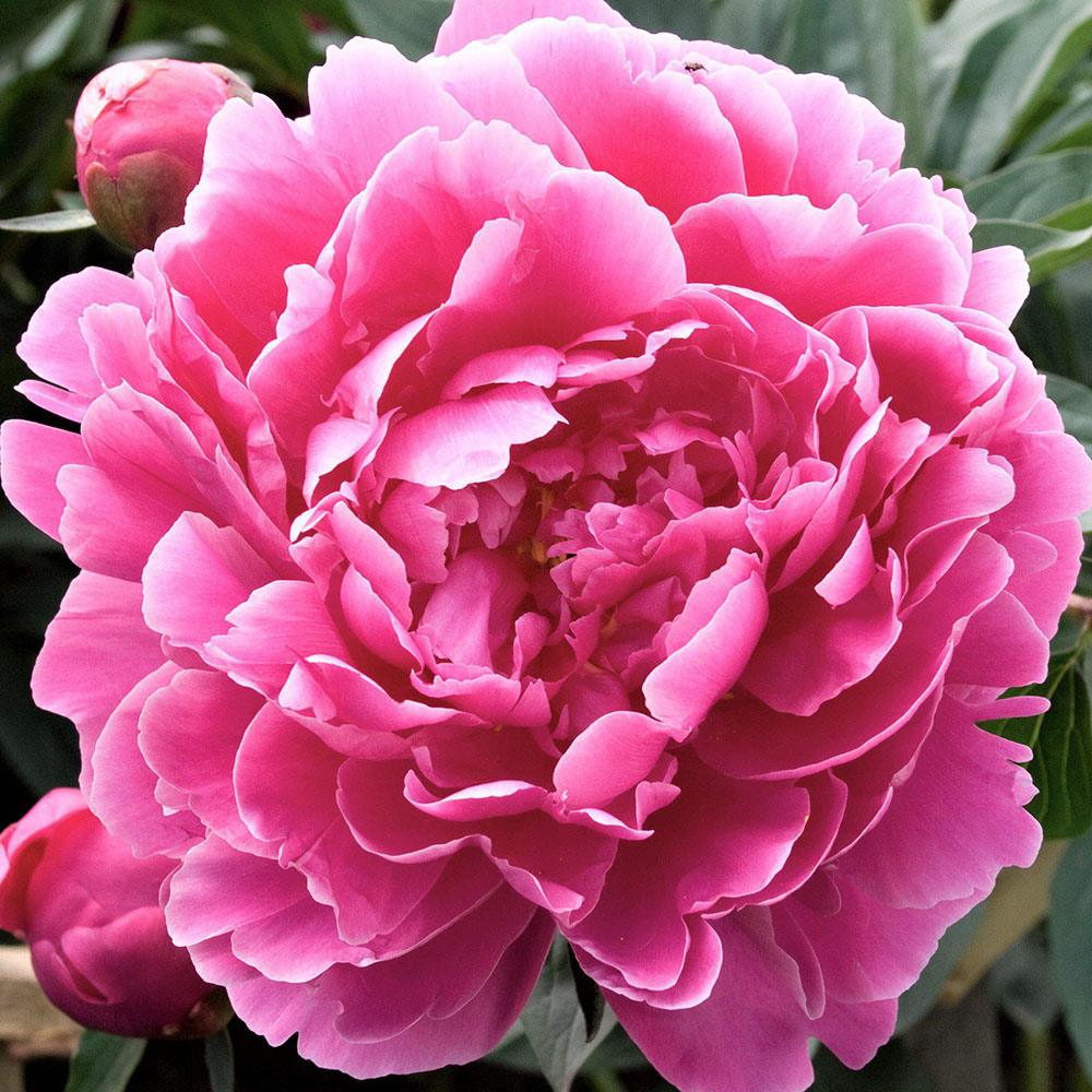 картинка Пион Александр Флеминг магазин EasyLawn