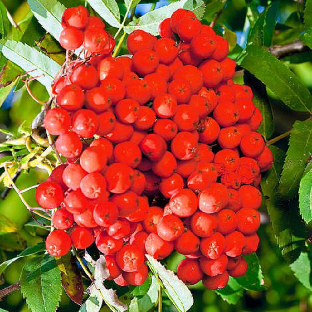 картинка Рябина Десертная Мичурина магазин EasyLawn