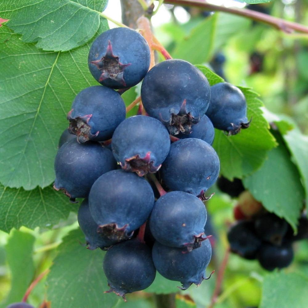 картинка Ирга Красноярская магазин EasyLawn