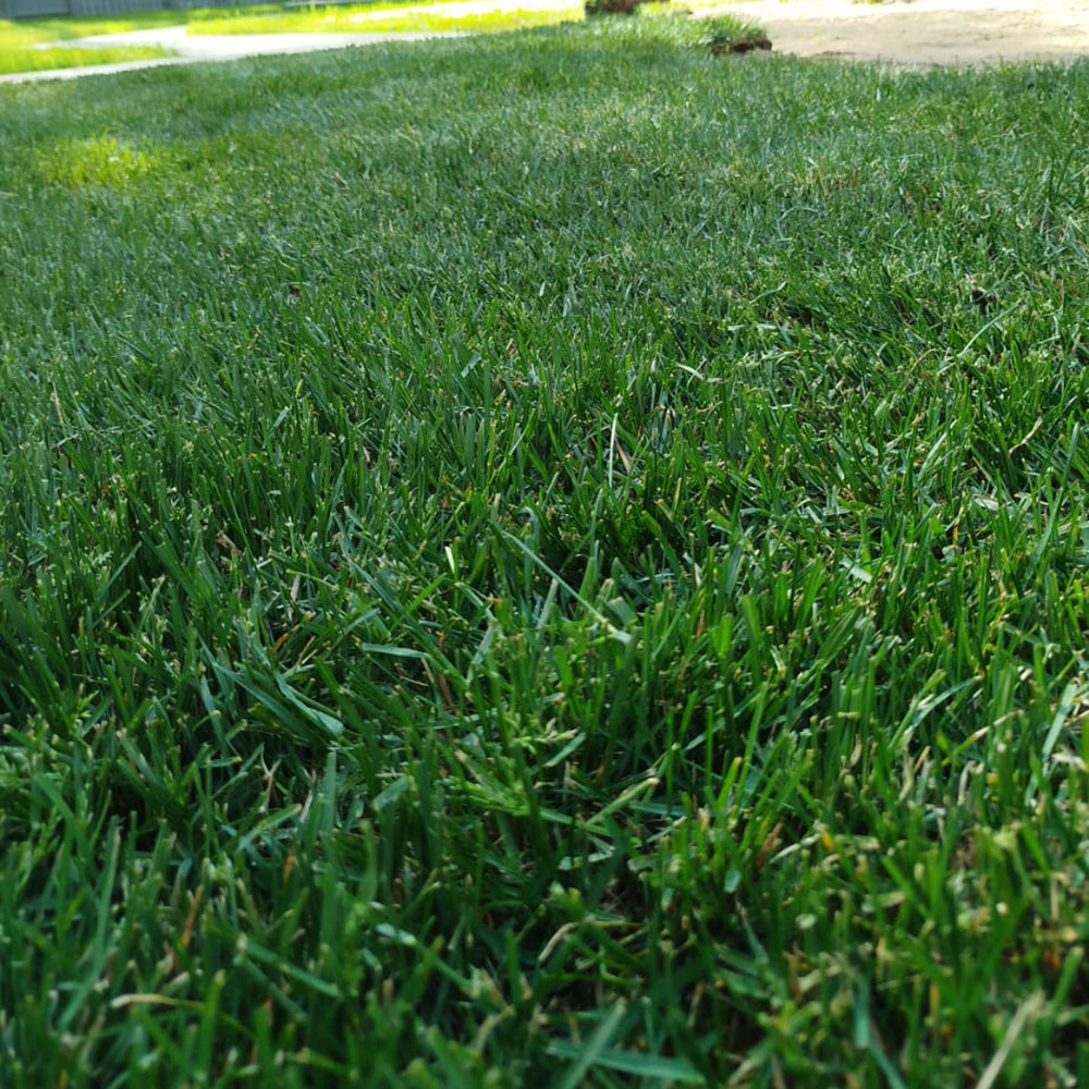 картинка Укладка рулонного газона магазин EasyLawn