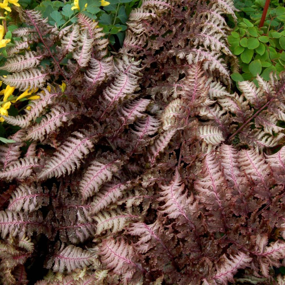 картинка Папоротник Бургунди Ред кочедыжник магазин EasyLawn