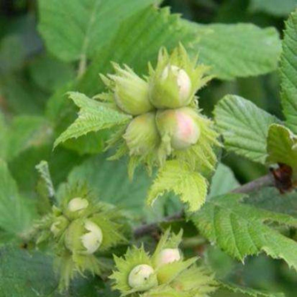 картинка Орешник (фундук) Первенец магазин EasyLawn