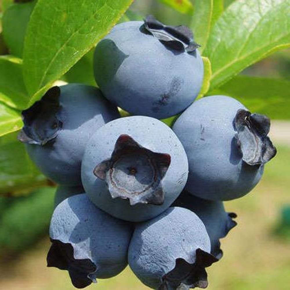 картинка Голубика Элизабет магазин EasyLawn