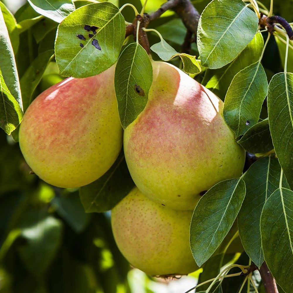 картинка Груша Чижовская магазин EasyLawn