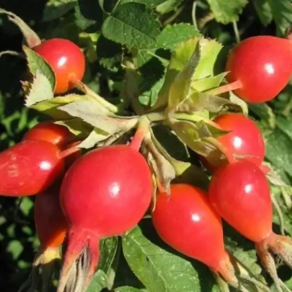 картинка Шиповник Витаминный магазин EasyLawn