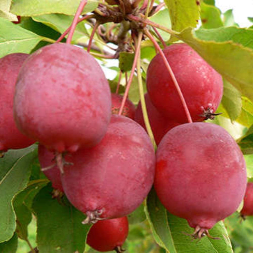 картинка Яблоня Китайка Долго магазин EasyLawn