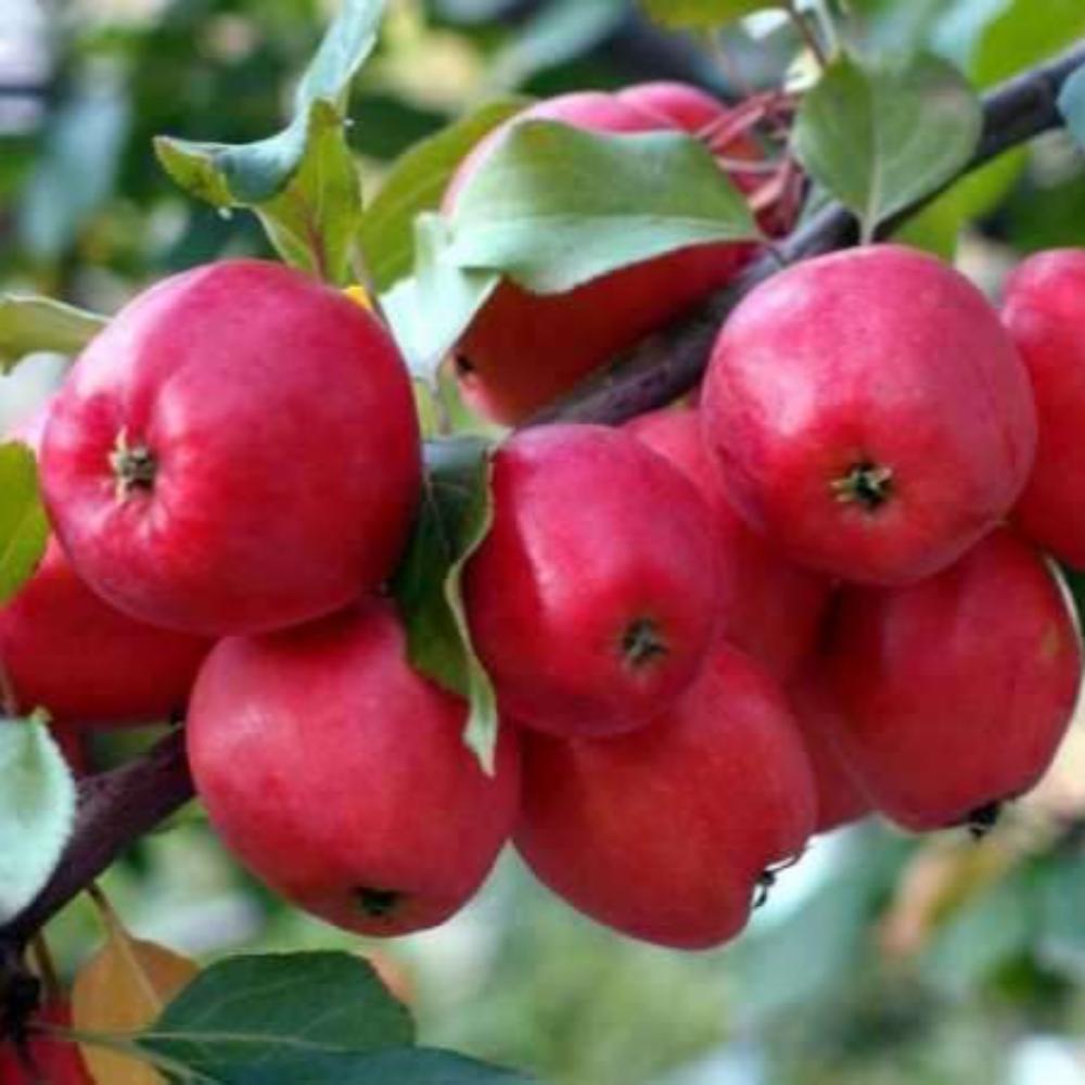 картинка Яблоня Китайка Керр магазин EasyLawn