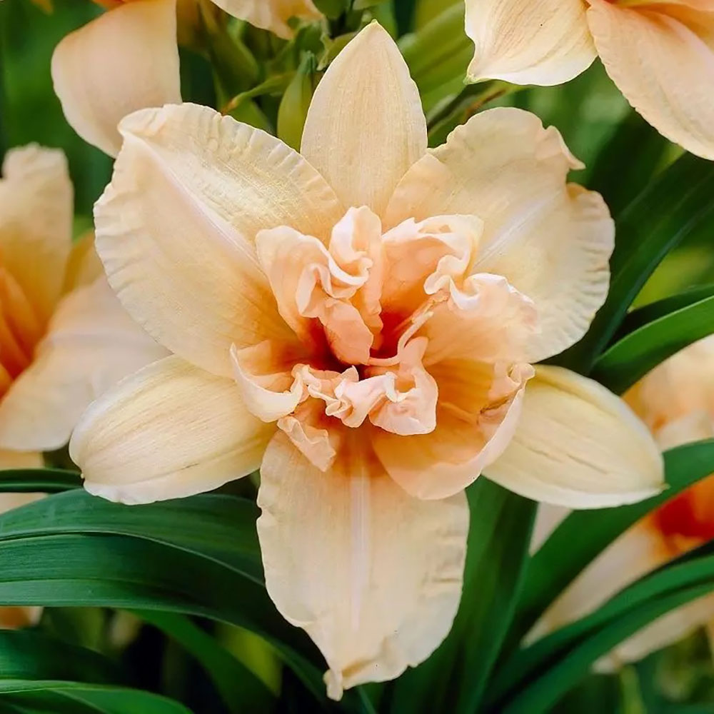 картинка Лилейник Дабл Дрим магазин EasyLawn