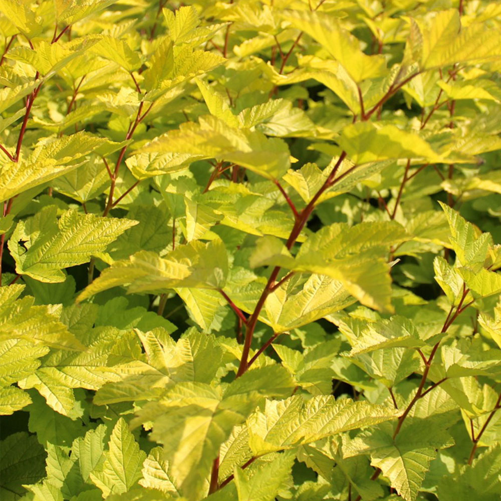 картинка Пузыреплодник золотистый Ауреа магазин EasyLawn