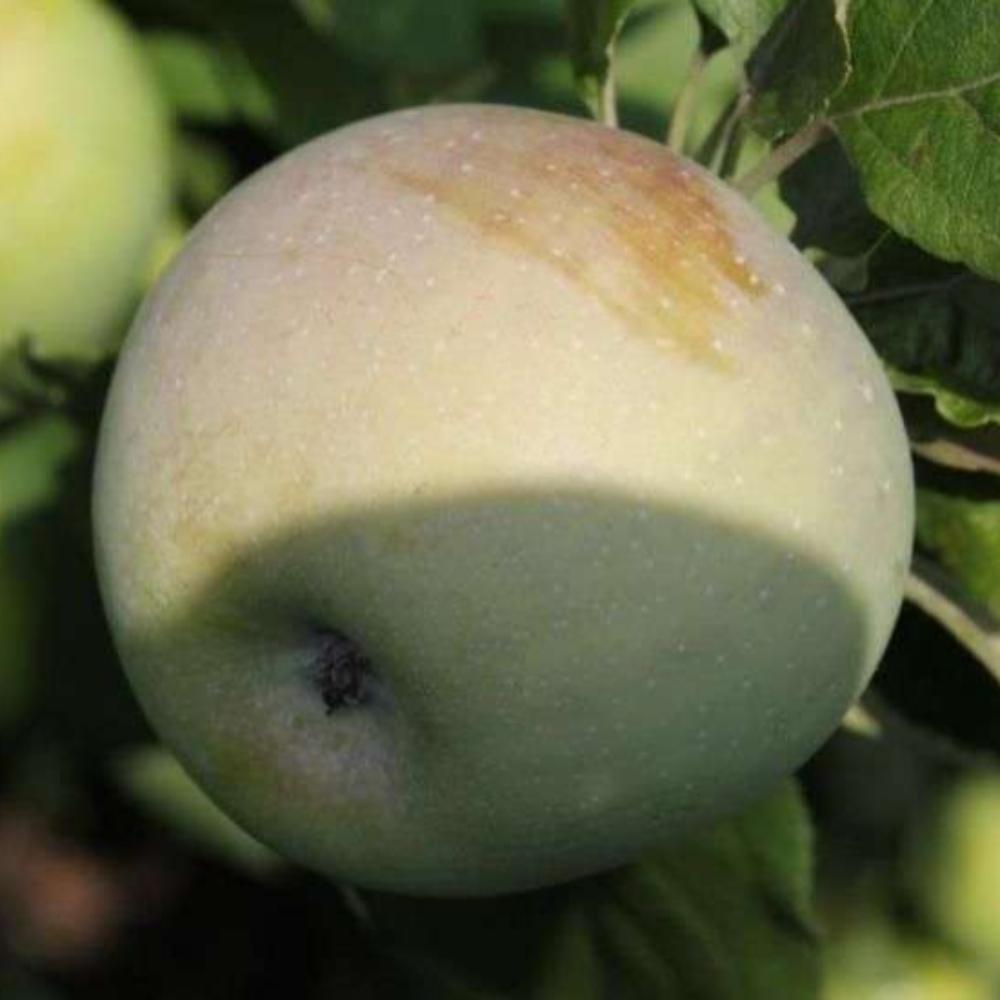 картинка Яблоня Викор магазин EasyLawn