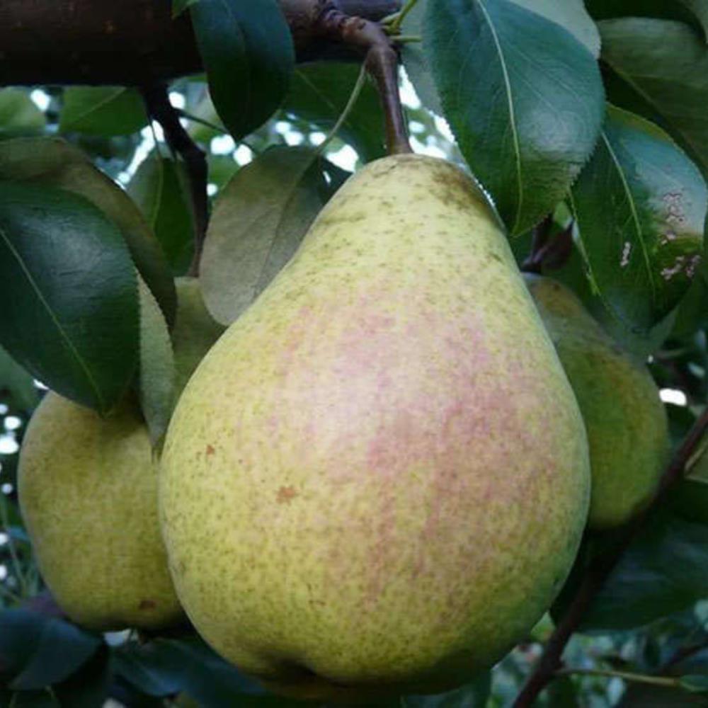 картинка Груша Памяти Жегалова магазин EasyLawn