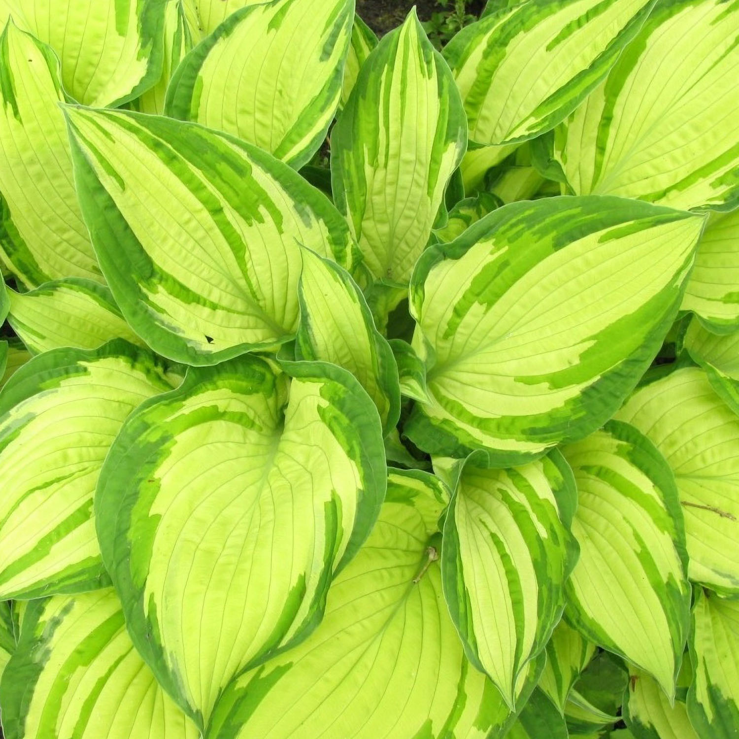 картинка Хоста Альбопикта магазин EasyLawn