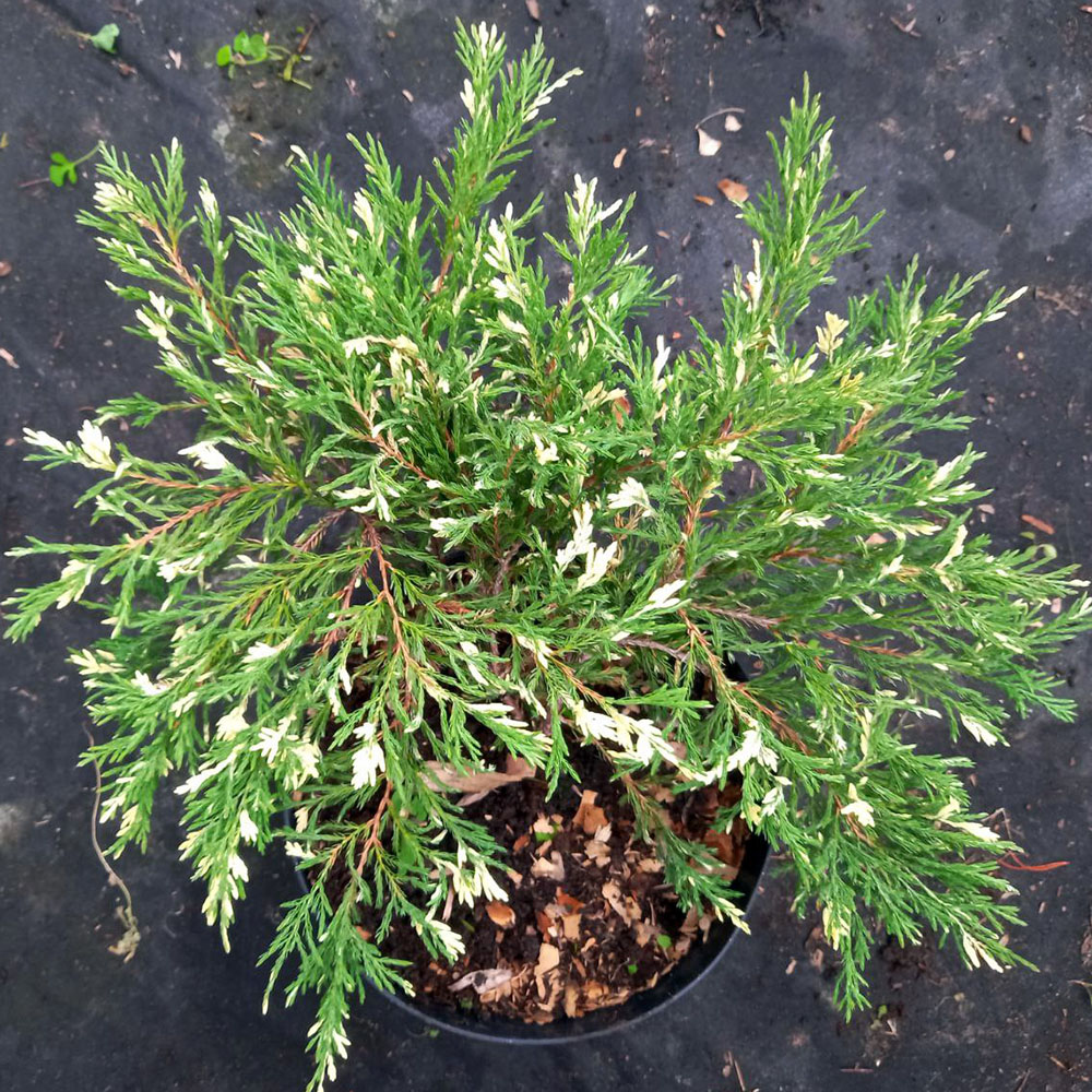 картинка Можжевельник горизонтальный Андорра Вариегата магазин EasyLawn