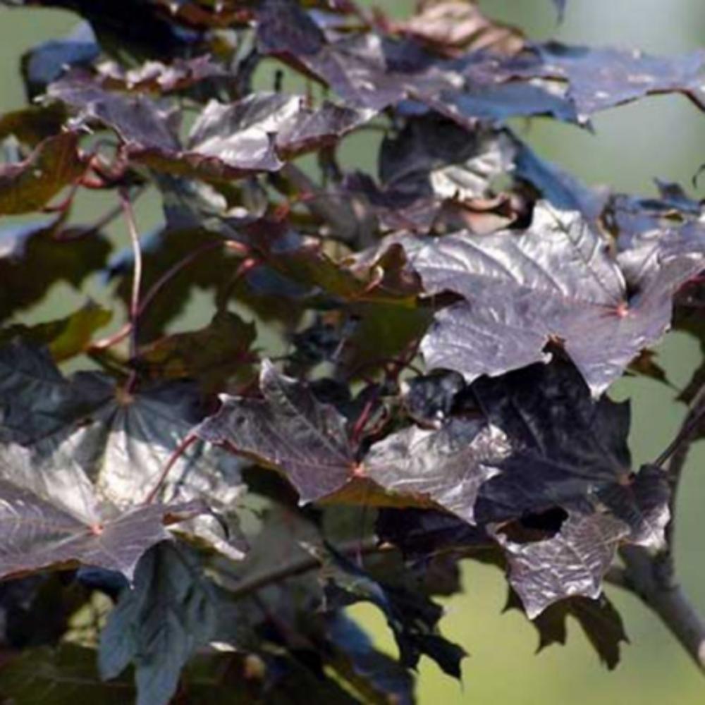 картинка Клён Фассенз Блэк магазин EasyLawn