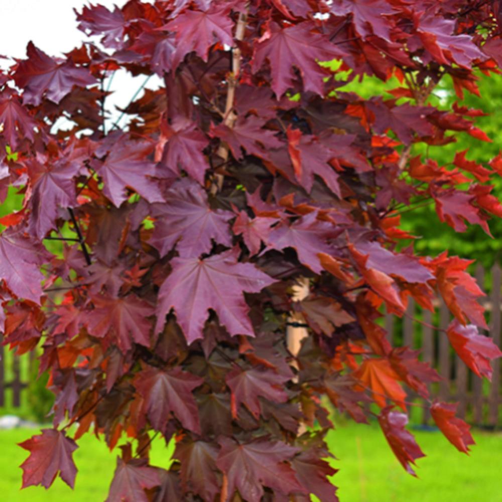 картинка Клён Краснолистный магазин EasyLawn