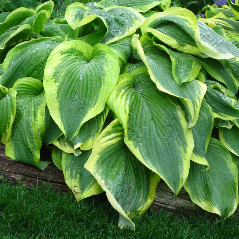 картинка Хоста Спартакус магазин EasyLawn