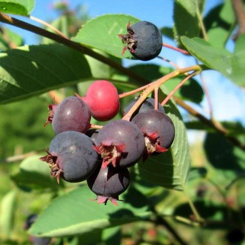 картинка Ирга Тиссен магазин EasyLawn