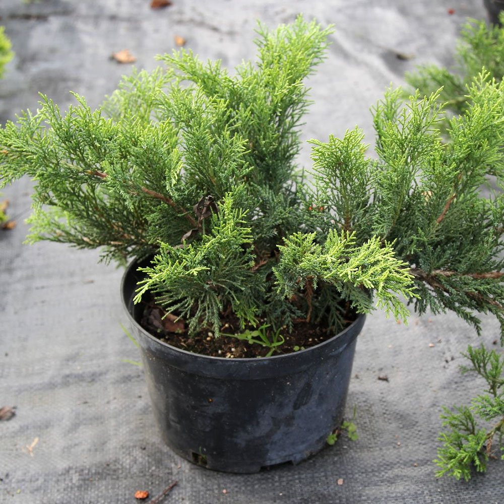 картинка Можжевельник казацкий магазин EasyLawn