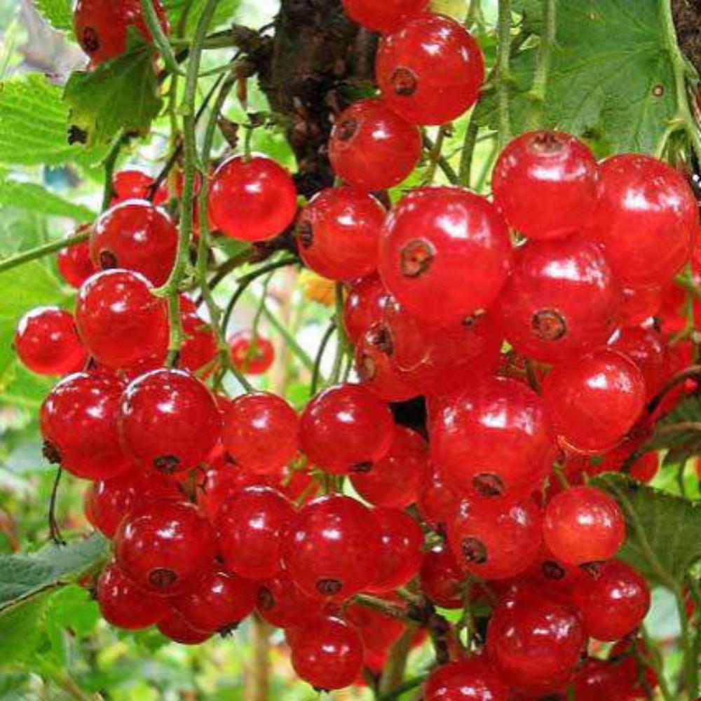 картинка Смородина красная Вика магазин EasyLawn