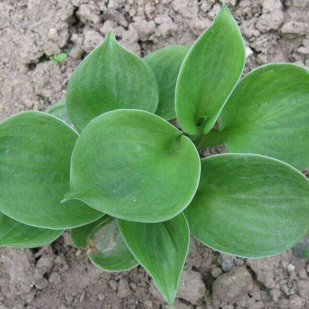 картинка Хоста Монстр Ирс магазин EasyLawn