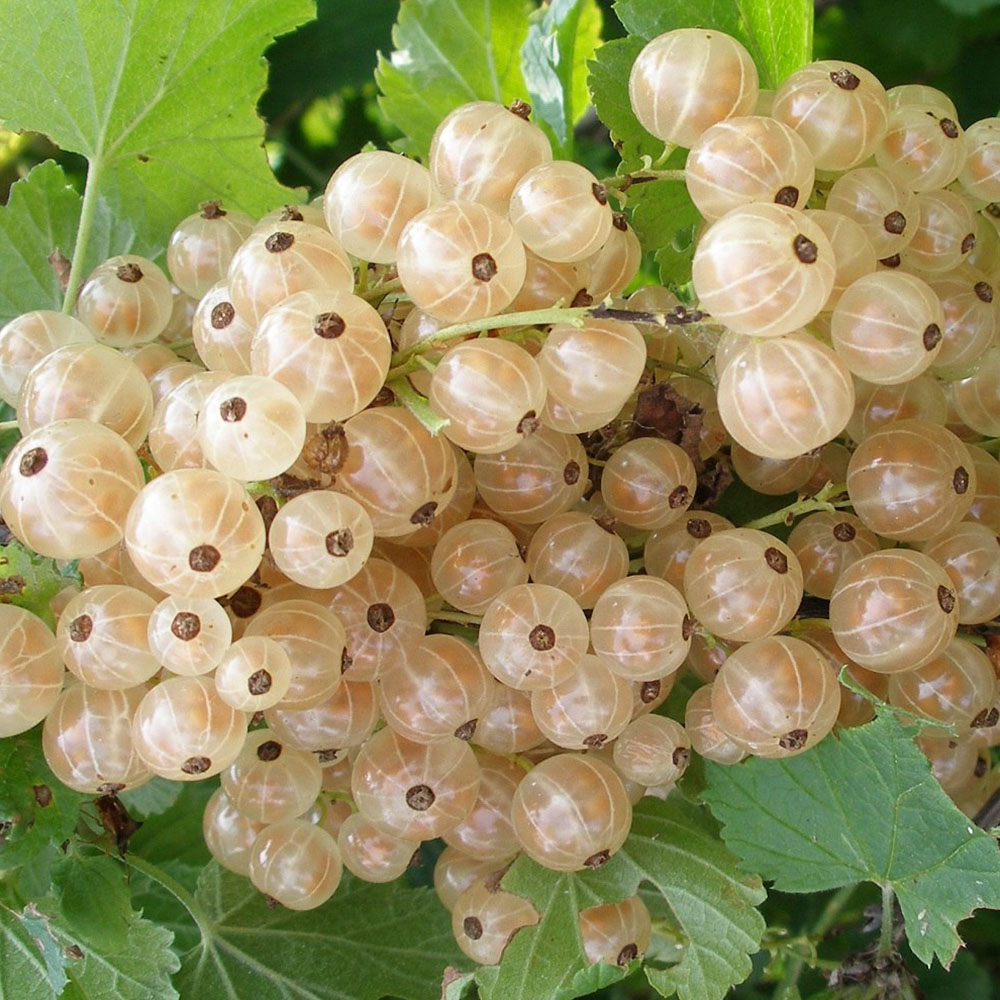 картинка Смородина белая Баяна магазин EasyLawn